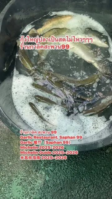 Live river prawns and fish moving in a tub of water at the restaurant.